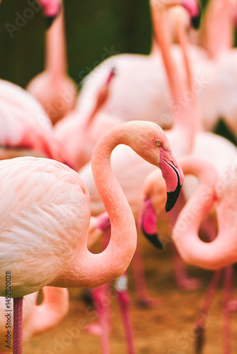 Obraz na płótnie Pink flamingos standing together in nature w salonie