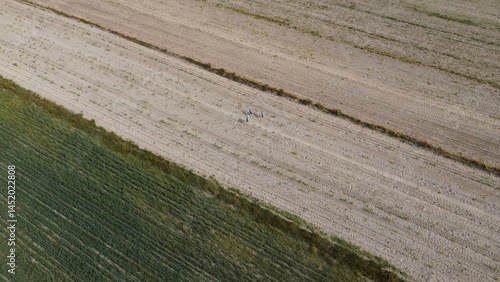 Obraz na płótnie Clear aerial view of prepared farmland showing plowing patterns w salonie