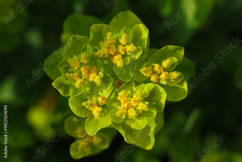 Quadro su tela Euphorbia rigida, the gopher spurge or upright myrtle spurge, macro photo