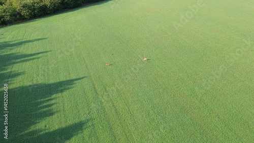 Serene countryside with wild deer