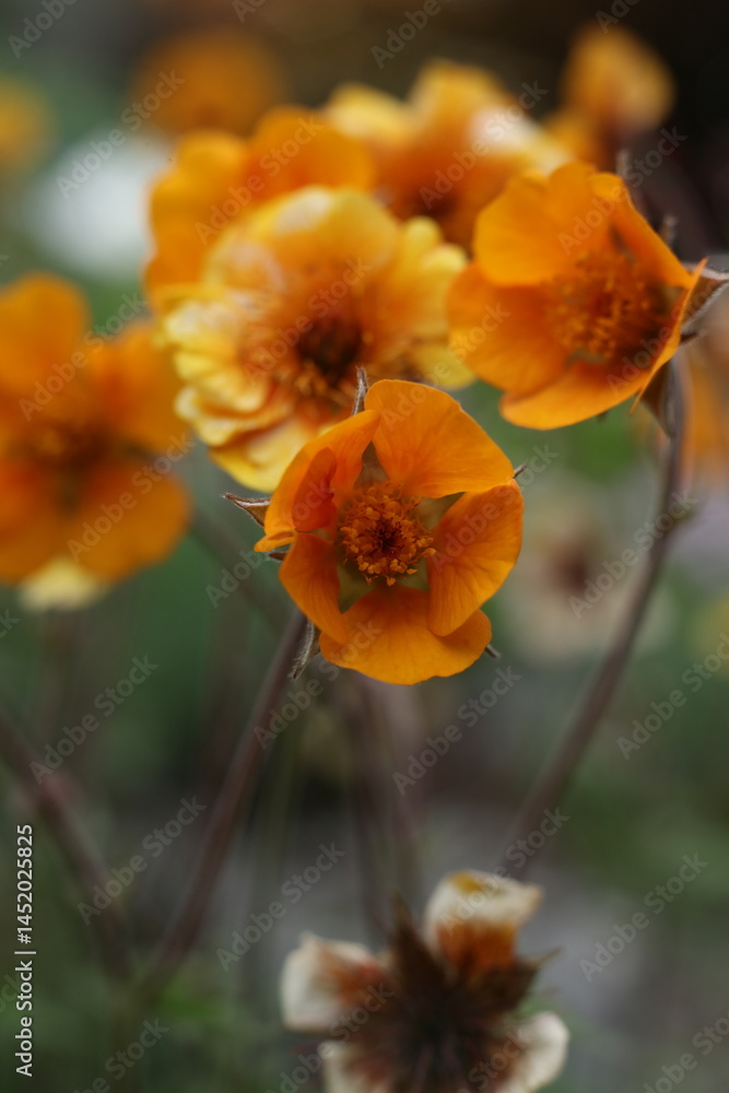 Obraz premium beautiful flowers of Geum coccineum in the garden, close up photo