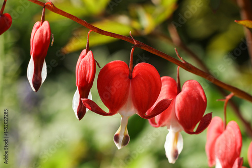 Lamprocapnos spectabilis, commonly known as bleeding heart or Asian bleeding heart