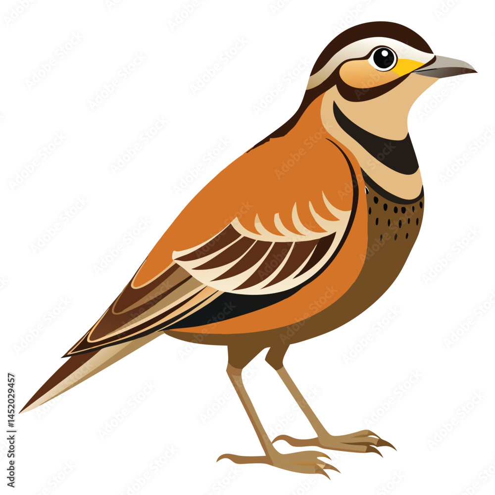 Obraz premium Skylark-bird-isolated-on-white background. 