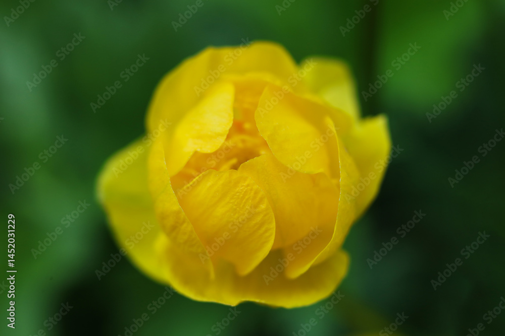beautiful yellow Trollius europaeus, the globeflower, in the garden beautiful yellow Trollius europaeus, the globeflower, in the garden