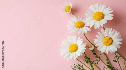 Delicate daisies on pastel pink background; cheerful, simple and elegant.