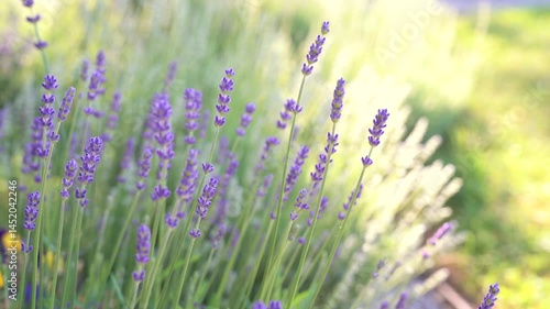 Lavender flower blooming. Bright natural background with sunny light.	