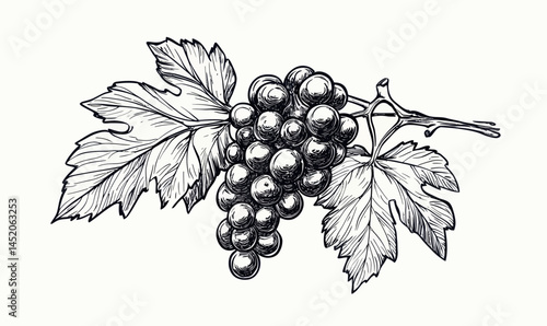 Detailed Hand-Drawn Grape Vine Sketch in Ink Engraving Style for Minimalist Designs