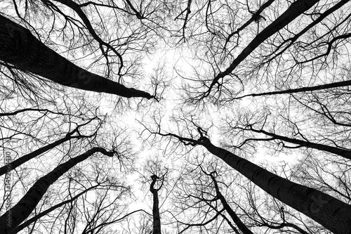 Obraz na płótnie Tree branches isolated on white background. Dead tree without leaves. Black trees silhouettes on sky background. Bare branches trees in winter. Branch pattern texture. w salonie