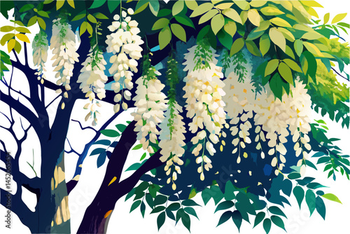 A watercolor illustration of a Black Locust Tree (Robinia pseudoacacia), with compound leaves and white hanging flowers, isolated on a white background. 