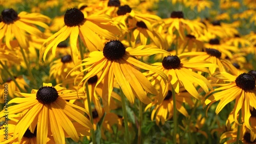 Black-eyed susan blooming in the garden. Scented, yellow, natural rudbeckia field flying bee.