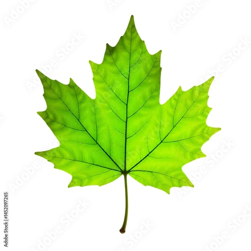 green maple leaf