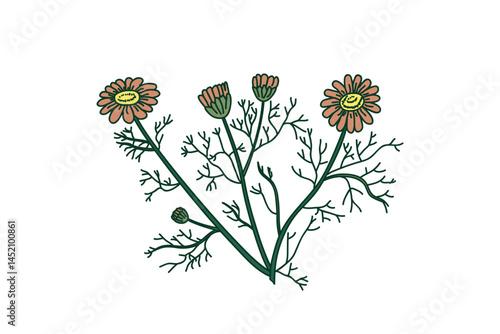 Botanical bouquet daisy isolated on white background. Hand drawn plant chamomile with Flowers Stems Leaves vector illustration. Graphic design element for Birthday Wedding Greeting Card Poster Flyer