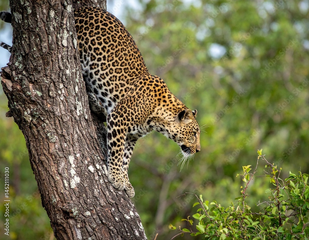 Leopard descending from a tree watching its prey, forest in the background Leopard descending from a tree watching its prey, forest in the background