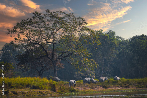 Canvas Print Elephant from Kaziranga National Park during one golden evening