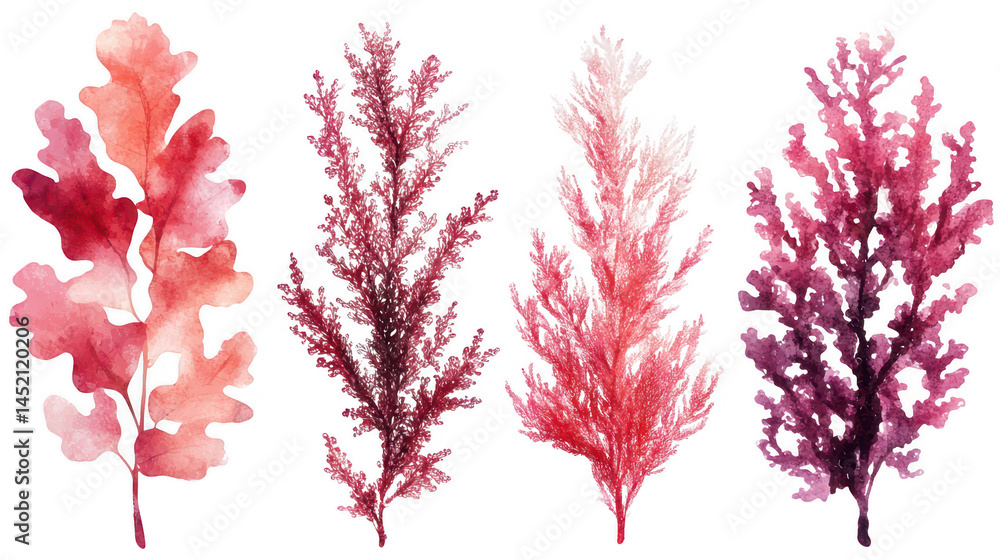 Fototapeta premium Watercolor illustration of diverse red seaweeds on a transparent background