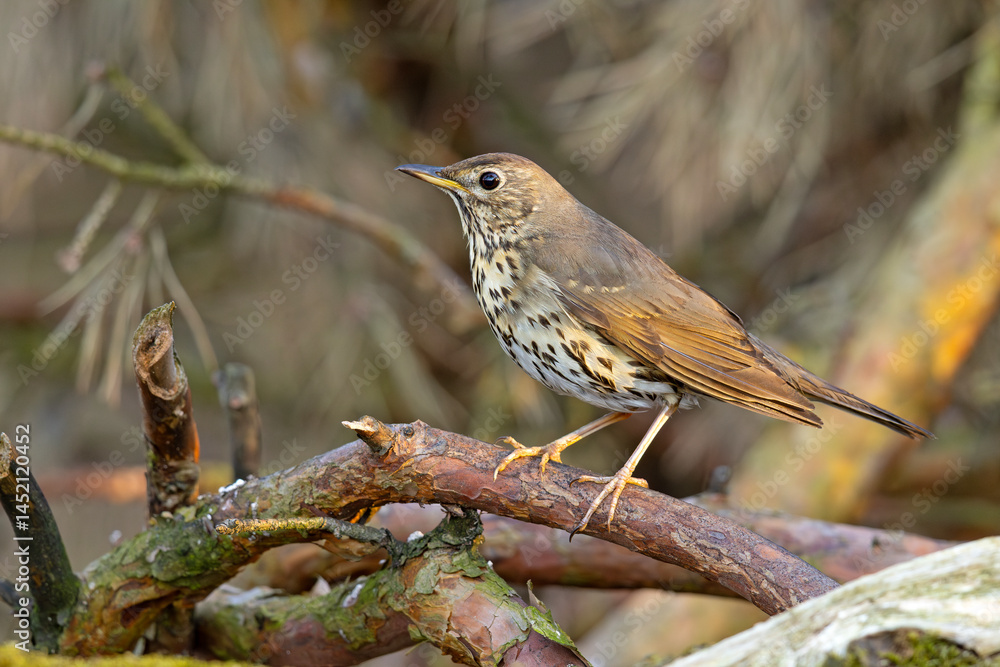 Śpiewak.(Turdus philomelos) Śpiewak.(Turdus philomelos)