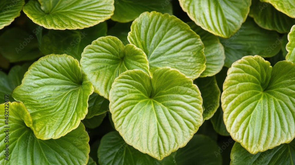 Close-up of glossy green Bergenia cordifolia leaves with prominent veins. Great for backgrounds and conveys health, nature, and natural beauty. Close-up of glossy green Bergenia cordifolia leaves with prominent veins. Great for backgrounds and conveys health, nature, and natural beauty.