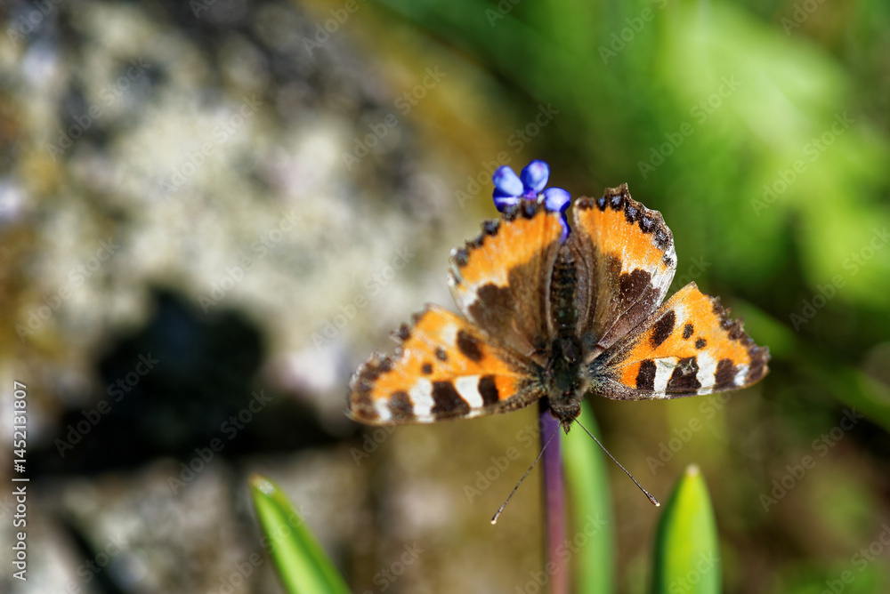 Obraz premium Scarce tortoiseshell, a species of nymphalid butterfly on azure grape hyacinth flowers.