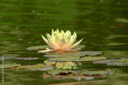 Yellow lily of the valley or yellow water lily close-up.