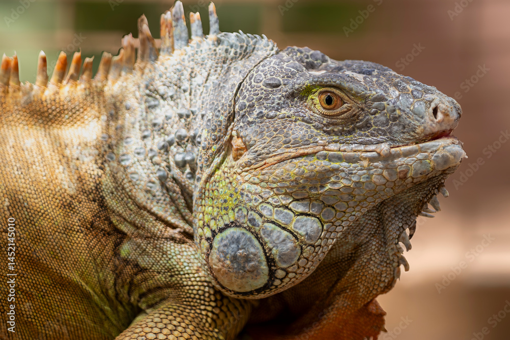 Fototapeta premium A close-up image of a wild green iguana that is resting on a sandy background. Head shot of a Green iguana, Iguana iguana.