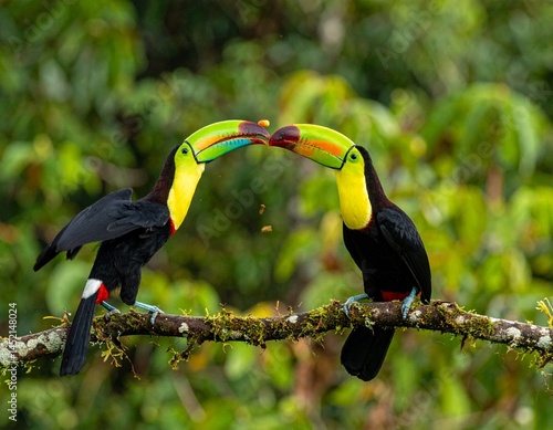 toucan bird throwing fruit in its beak in the air, tropical rainforest background with lush green plantstoucan bird throwing fruit in its beak in the air, tropical rainforest background with lush gree