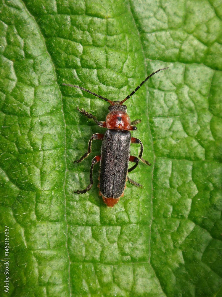 Soldier beetle (Cantharis rustica) sitting on a large leaf Soldier beetle (Cantharis rustica) sitting on a large leaf
