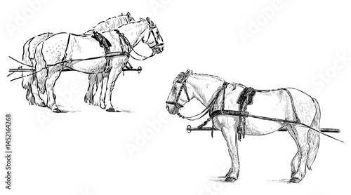 Sketches of white horses in harness, profile, realistic hand drawing, vector illustration isolated on white