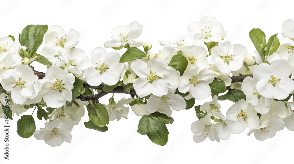 Obraz premium Delicate apple blossoms in full bloom against a stark transparent background
