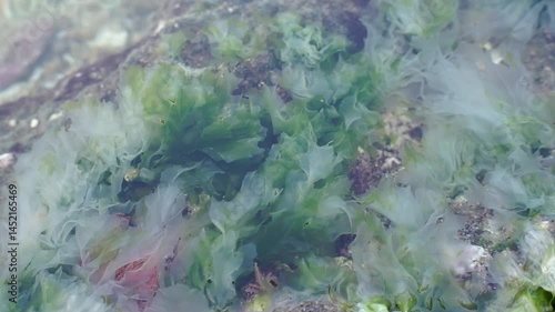 coral reefs and sea grass in the ocean