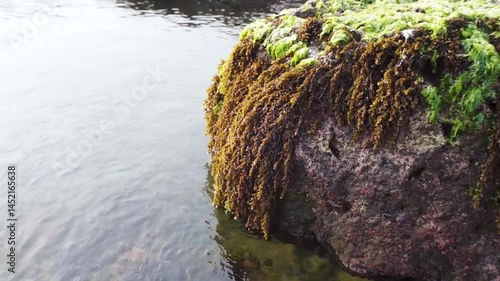 coral reefs and sea grass in the ocean