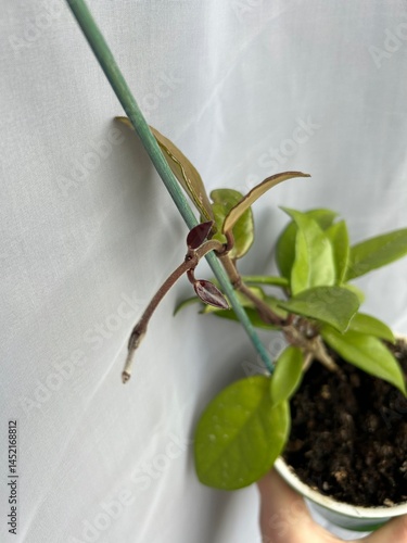Wallpaper Mural Hoya houseplant with buds growing indoors. Young hoya plant growing in a pot at home with fresh green leaves and forming buds. Tropical evergreen indoor vine.
 Torontodigital.ca