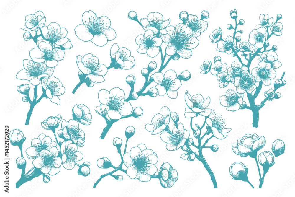 set of sakura lineart isolated on white set of sakura lineart isolated on white