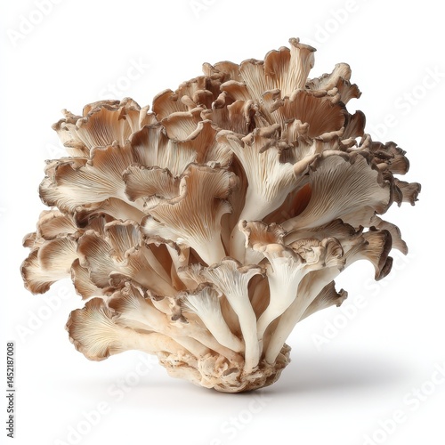 Fresh Maitake Mushrooms A Close Up Studio Shot of Organic Mushrooms on White Background