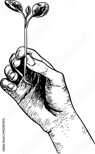 Hand holding a young sprout in black and white illustration. Vector illustration.