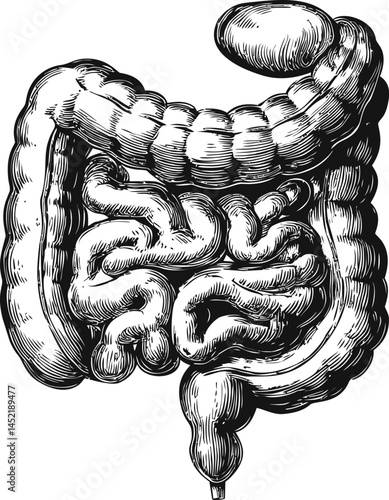 Detailed black and white anatomical illustration of human intestines sketch. Vector illustration.
