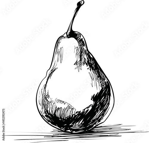 Black and white sketch of a pear with detailed linework illustration. Vector illustration.