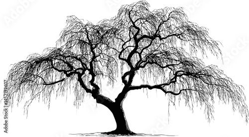 Black silhouette of a weeping willow tree with intricate branches and leaves. Vector illustration.