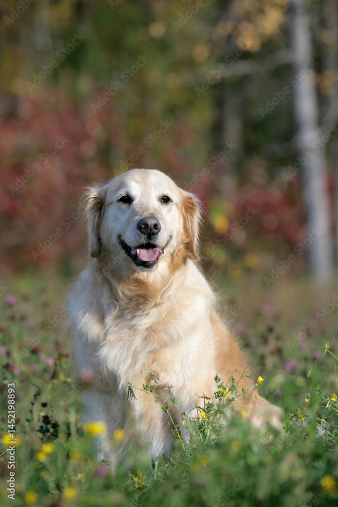 Golden Retriever sitting in meadow of flowers Golden Retriever sitting in meadow of flowers