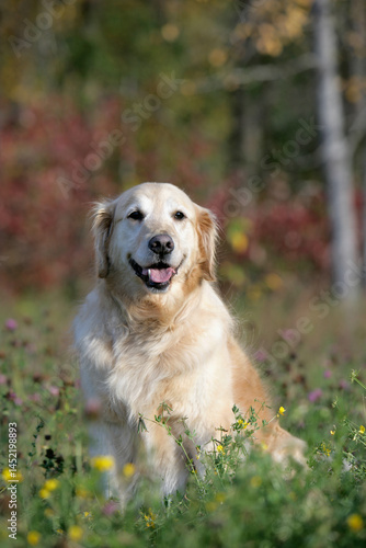 Golden Retriever sitting in meadow of flowers