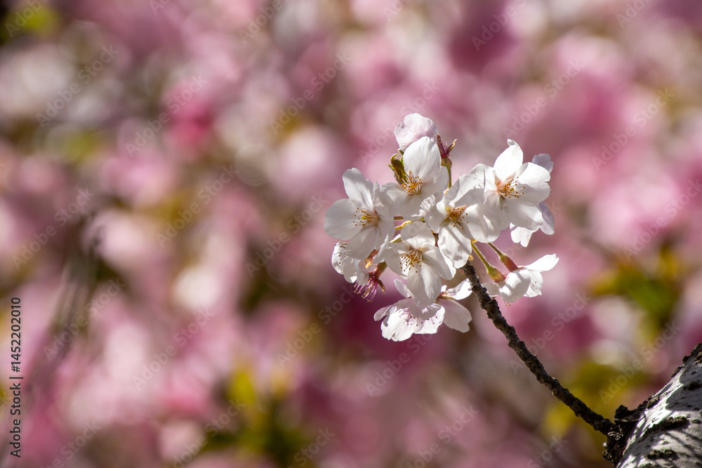 Obraz premium ピンクのバックの桜の花