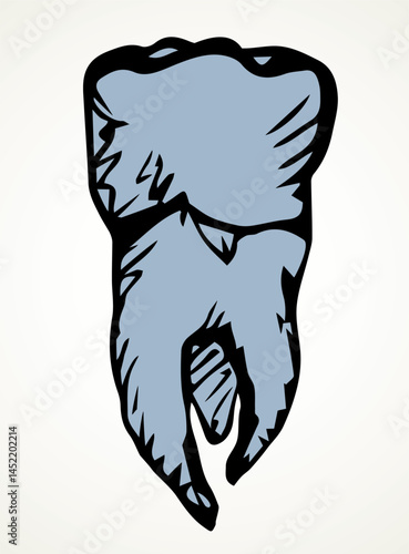The layout of tooth. Vector drawing