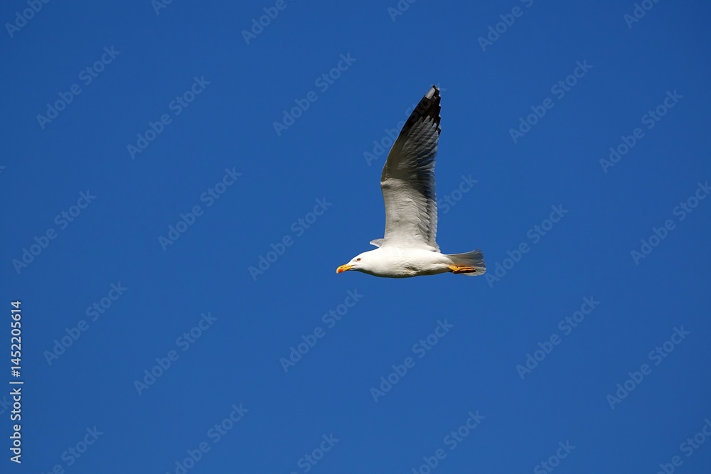 Obraz premium gull