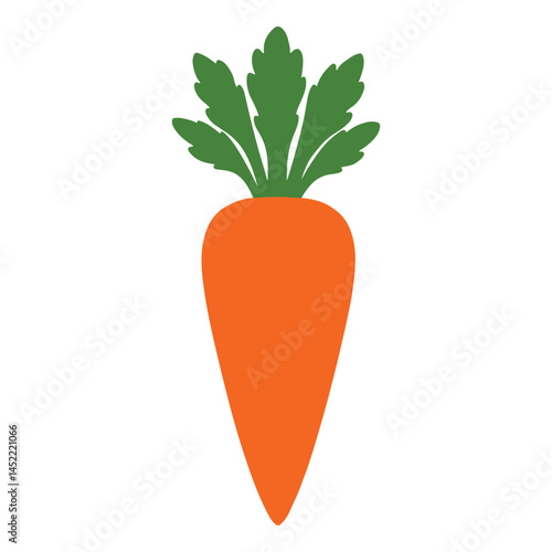 Carrot with lush green tops - realistic vector illustration of fresh root vegetable isolated on white background for organic food, gardening themes and so on.  