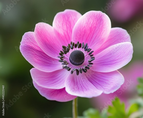 Pink anemone in the garden, close-up, with copy space