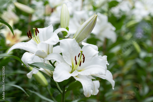 純白のユリの花