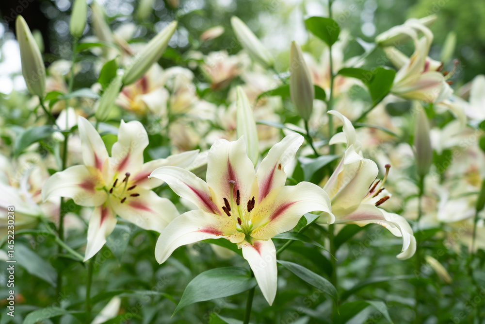 Fototapeta premium ユリのお花畑