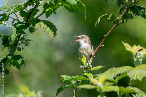 Sedge Warbler, singing