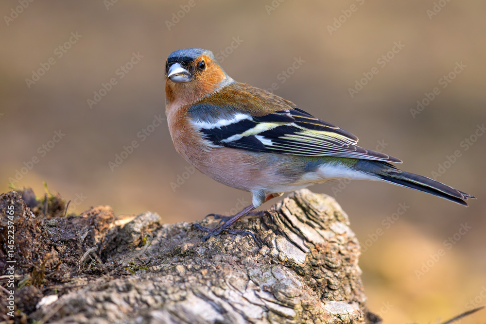 Zięba (Fringilla coelebs)