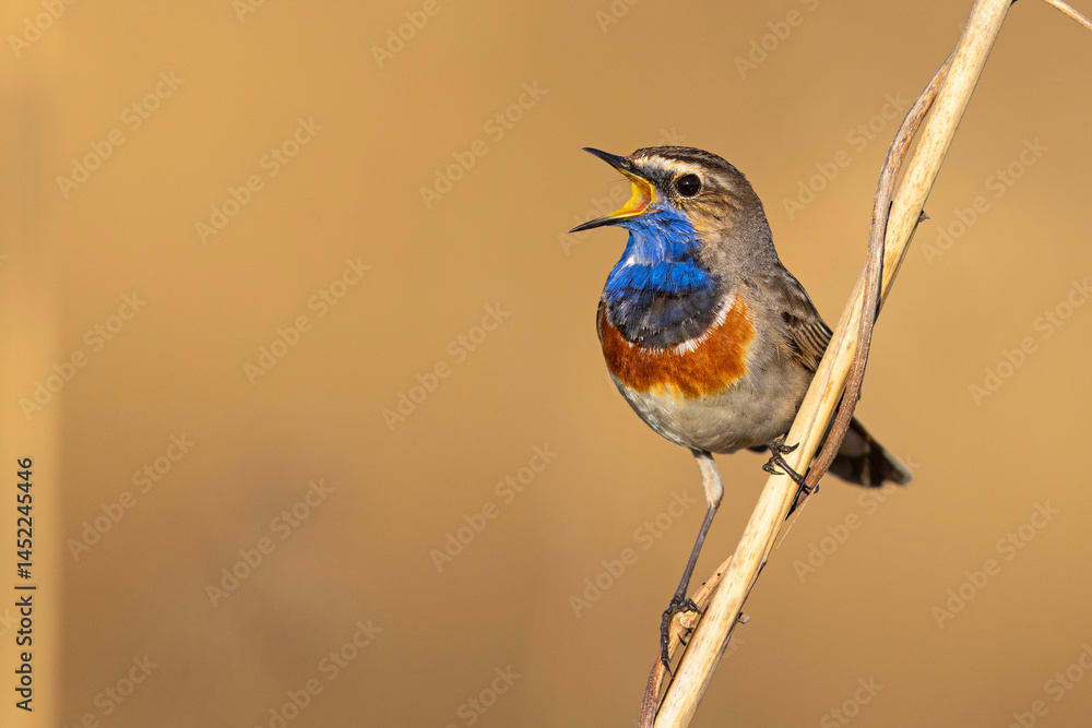 Podróżniczek (Luscinia svecica)