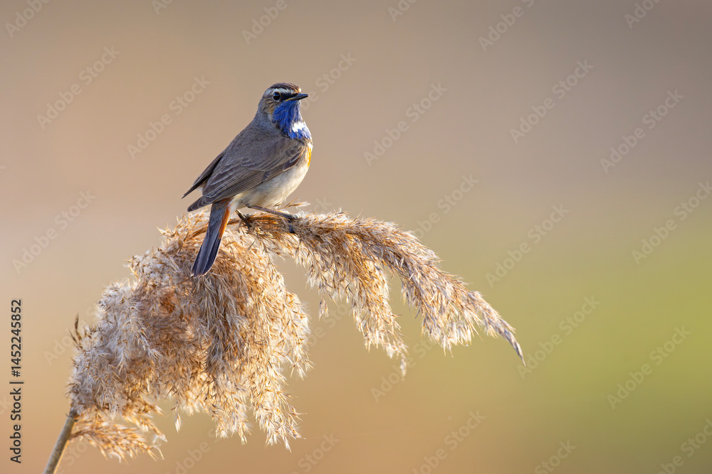 Podróżniczek (Luscinia svecica)